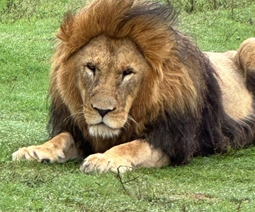 Port Elizabeth: Schotia Game Reserve Safari with Port Pickup