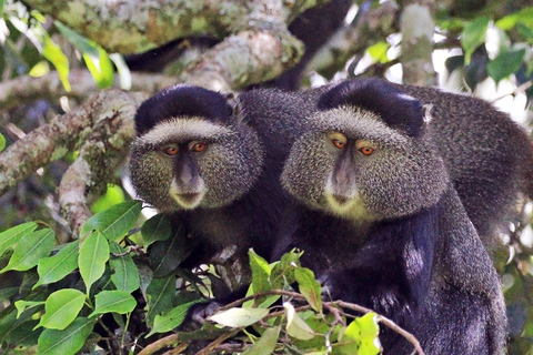 Mount Kilimanjaro one day hike to base camp for small group