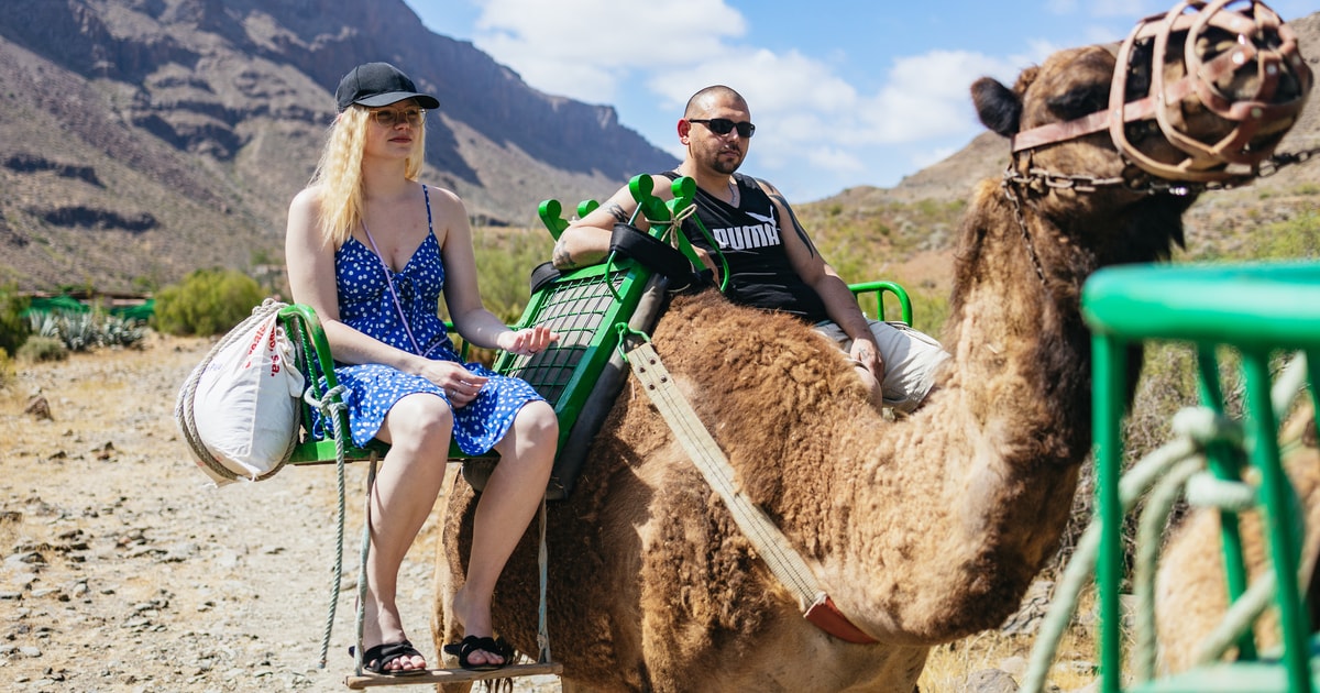 camel safari gran canaria photos