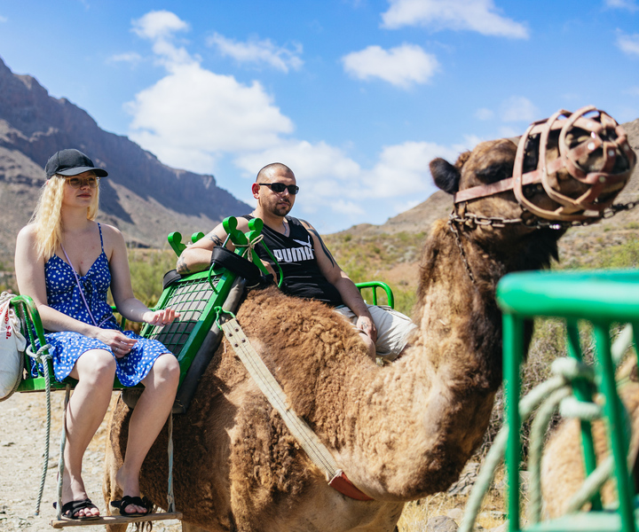 Gran Canaria: Camel Ride Safari w/ Optional Food & Transport