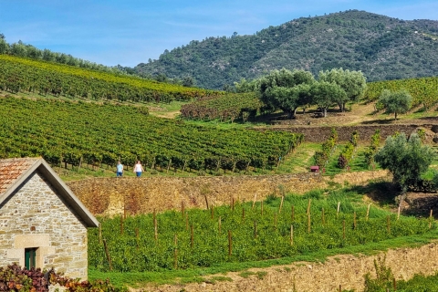Porto: Dourovallei: een authentieke wijnervaring met lunchRondleiding in het Engels met Meeting Point