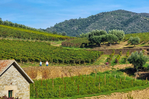 Porto: Douro Valley: An authentic Wine experience with Lunch Guided tour in Portuguese with Pick Up