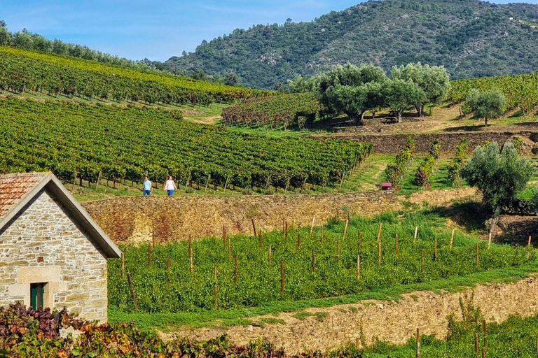 Porto: Douro Valley: An authentic Wine experience with Lunch Guided tour in Portuguese with Pick Up