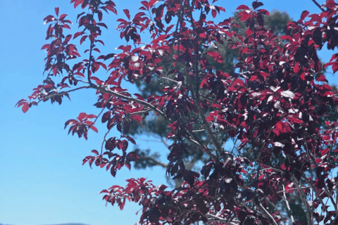 From Adelaide: Hahndorf and Barossa Valley with Winery Lunch