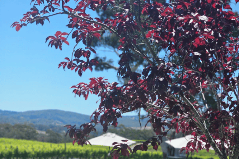 Da Adelaide: Hahndorf e Barossa Valley con pranzo in cantina