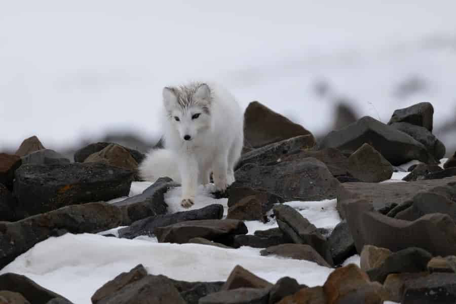 Longyearbyen: Arktische Wildtierbeobachtung im Van. Foto: GetYourGuide Longyearbyen: Arktische Wildtierbeobachtung im Van. Foto: GetYourGuide