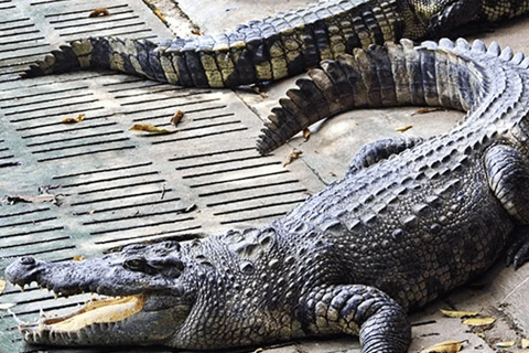 Victoria Falls: Crocodile Farm and Big Tree Tour