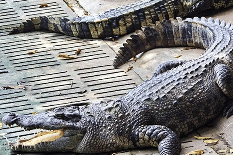 Victoria Falls: Crocodile Farm and Big Tree Tour