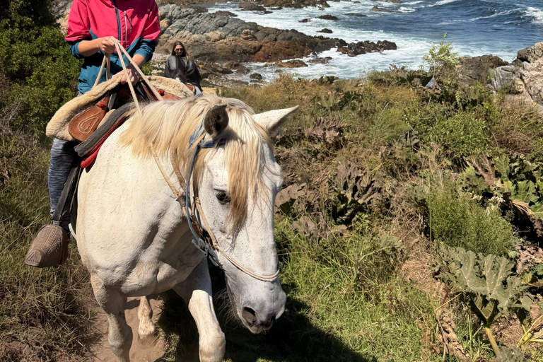 Papudo: Horseback Riding, Penguin Watching, and Sailing