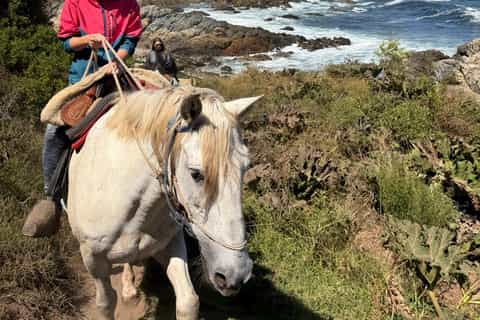 Papudo : randonnée à cheval, observation des manchots et navigation