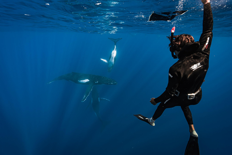 Moorea Shared Boat Tour Whale Swimming and Snorkeling Moorea 4H Shared Boat Tour Whale Swimming and Snorkeling