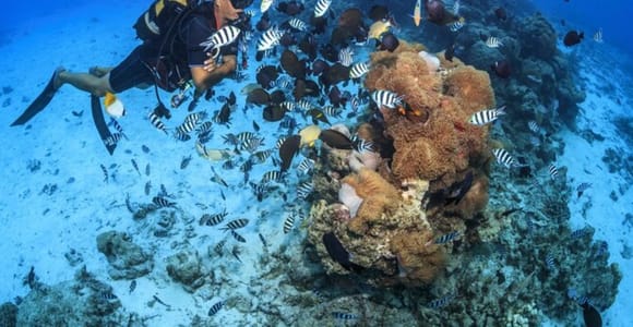 Tahiti: Intro Scuba Diving Experience for Beginners