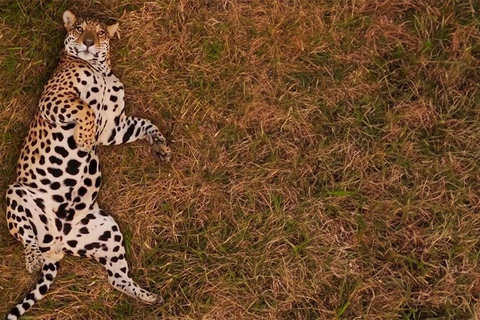 Safari avec suivi des jaguars