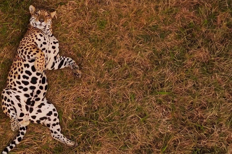 Safari met Jaguar Tracking