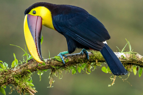 Quito: Authentic Cloud Forest Experience