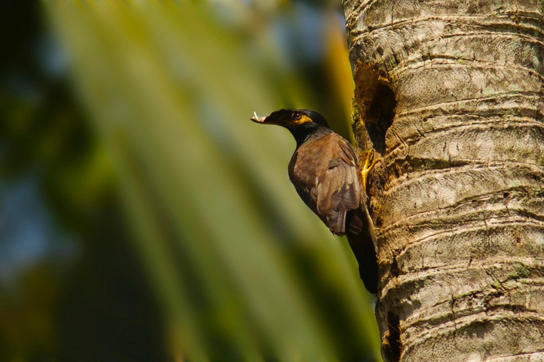 Visita à aldeia de Bentota, Safari no rio com a Westcoast