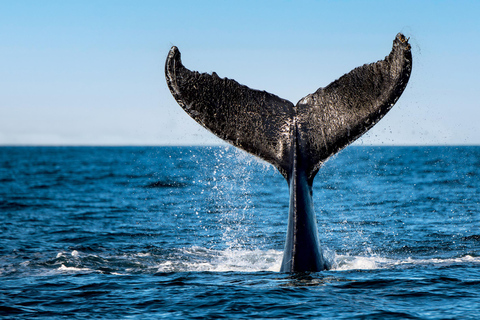 Tadoussac/Charlevoix: VIP Lounge/Upper Deck Whale Watching Charlevoix: VIP Lounge Whale Watching Cruise