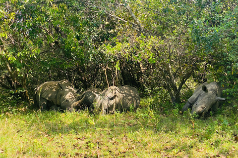 Uganda: Zziwa Rhino Tracking and Wildlife Day Adventure