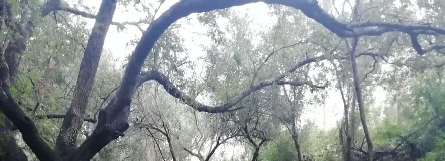 baño de bosque / bany de forêt
