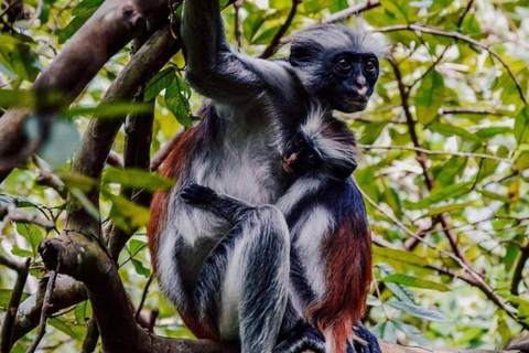 Zanzibar: las Jozani i jaskinia Salaam z odbiorem z hoteluWYCIECZKA PRYWATNA: z odbiorem z hotelu ze WSZYSTKICH HOTELI na Zanzibarze