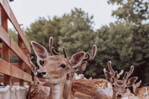 From Split: Magical Plitvice Lakes and Hidden Deer Ranch