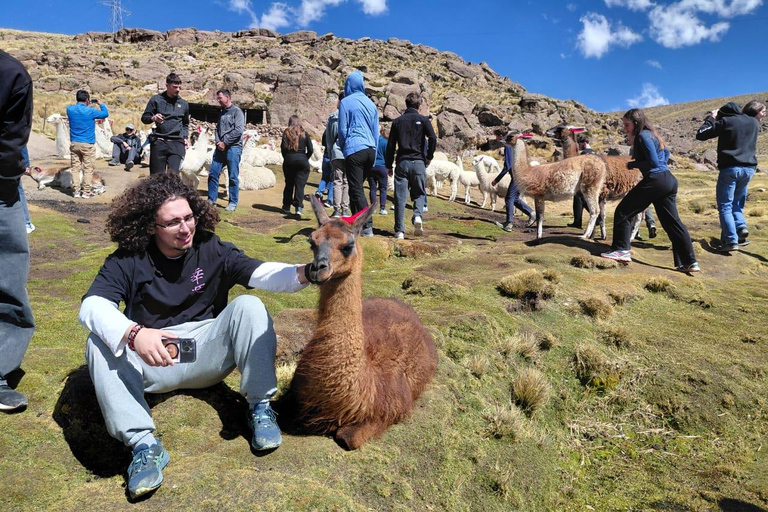 Arequipa: Salinas Lagoon and Aguada Blanca Reserve Excursion