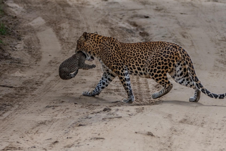 Yala National Park: Morning Afternoon Leopard Wild Safari