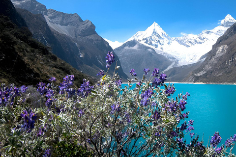 Da Lima:Tour di un giorno alla Laguna Paron con pasti e pernottamento in autobus - Huaraz