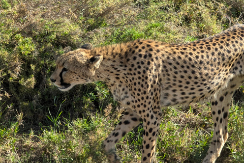 Tansania Wild Explorer