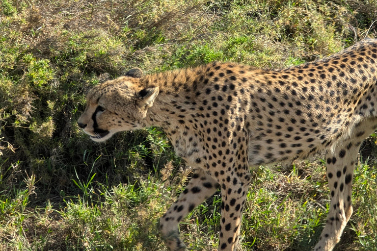 Tansania Wild Explorer