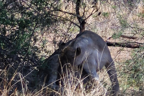 Johannesburg: Pilanesberg Nature Reserve Overnight Safari