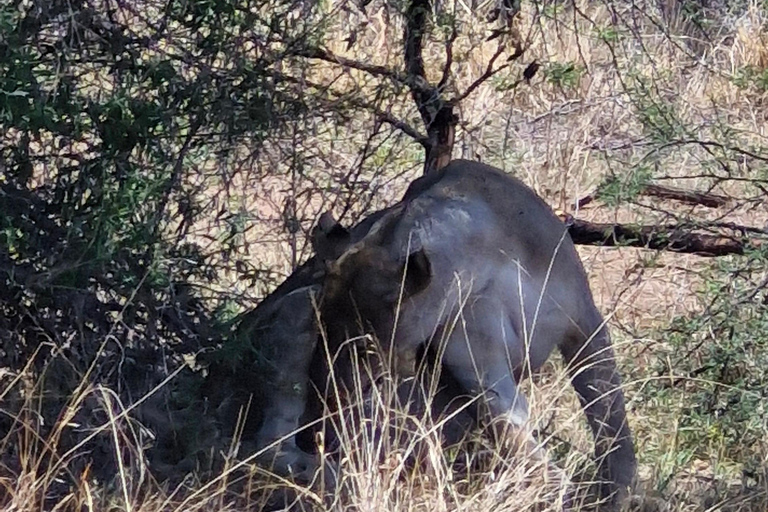Johannesburg: Pilanesberg Nature Reserve Overnight Safari