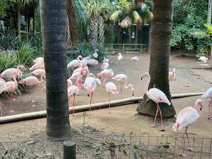 Small Group Wheel Ride, Aquarium, Bird Park, and Wine Tour GetYourGuide