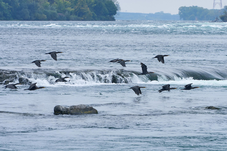 Montreal: Lachine Rapids Sightseeing Tour Montreal: Panorama Sightseeing Tour & Lachine Rapids