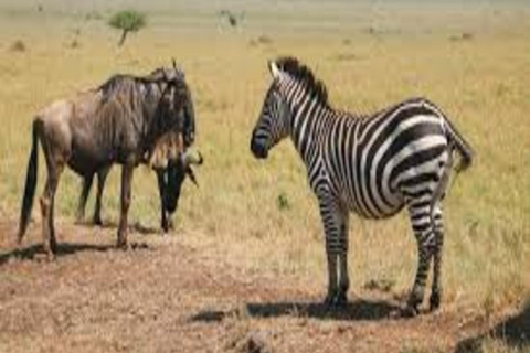 Nairobi: Masai Mara & Nakuru 4-Day Private Safari in A Van