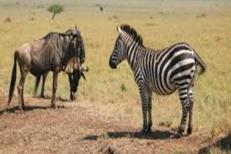 Nairobi: Masai Mara & Nakuru 4-Day Private Safari in A Van