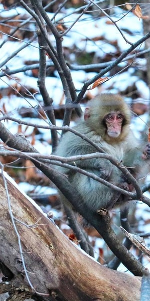 Nagano, Snow Monkeys, Zenkoji Temple - Housity