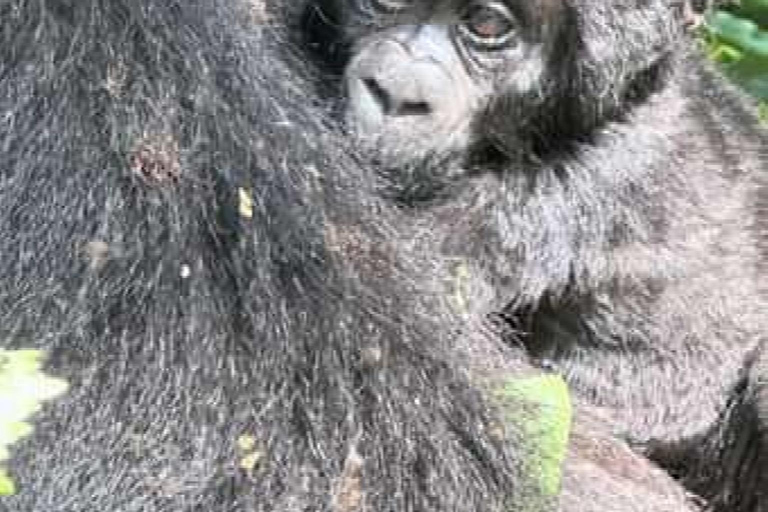 恩甘巴岛黑猩猩保护区一日游