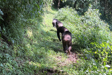 Kigali: tour di 4 giorni tra gorilla e scimpanzéKigali: tour di 4 giorni con trekking tra gorilla e scimpanzé