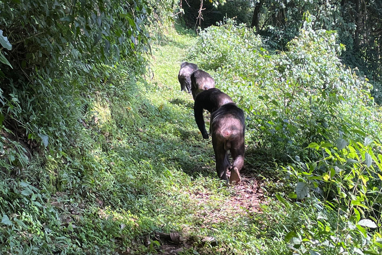 Kigali: tour di 4 giorni tra gorilla e scimpanzéKigali: tour di 4 giorni con trekking tra gorilla e scimpanzé