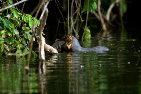 Cusco: Manu Reserved Zone 6-Day Amazon Jungle Expedition