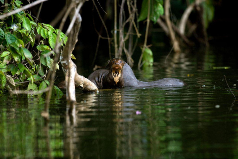 Cusco: Manu Reserved Zone 6-Day Amazon Jungle Expedition