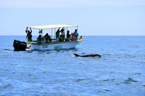 Cabo: Whale-Whatching Boat Trip w/ All-Women Crew and Photos