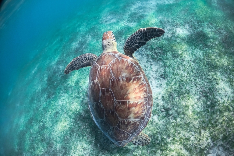 Akumal Bay: Cenoten und Schnorcheln mit SchildkrötenAbholung von Riviera Maya, Playa del Carmen & Puerto Morelos