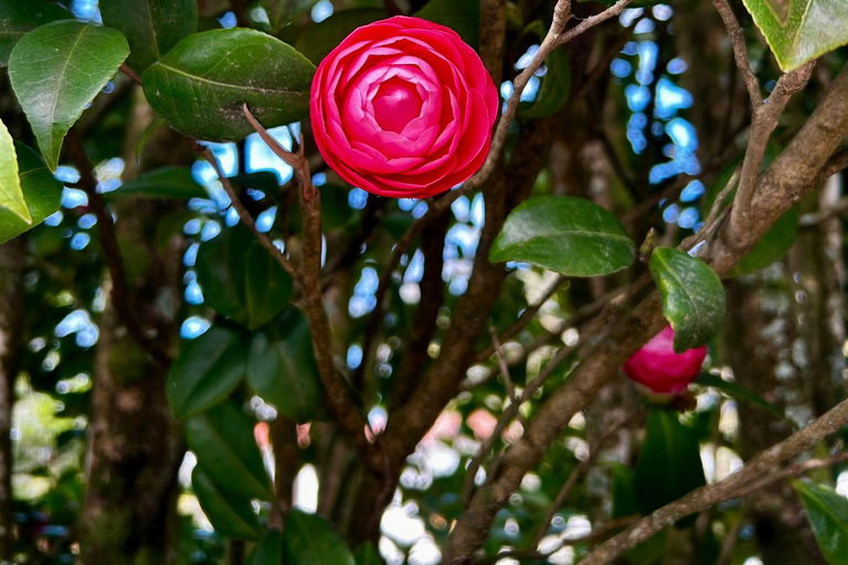 São Miguel: Furnas Half-Day Tour