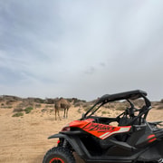 Esauira: tour en buggy con pausa para el té en el desierto