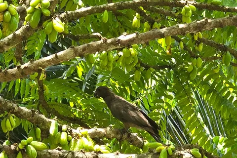 Praslin:DayTour ValleDeMai,CoteD'orMuseum & AnseLazio