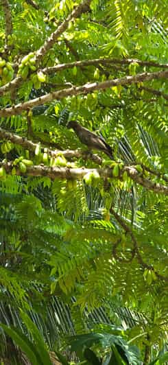 Praslin:Private Tour ValleDeMai,CoteD'orMuseum & AnseLazio