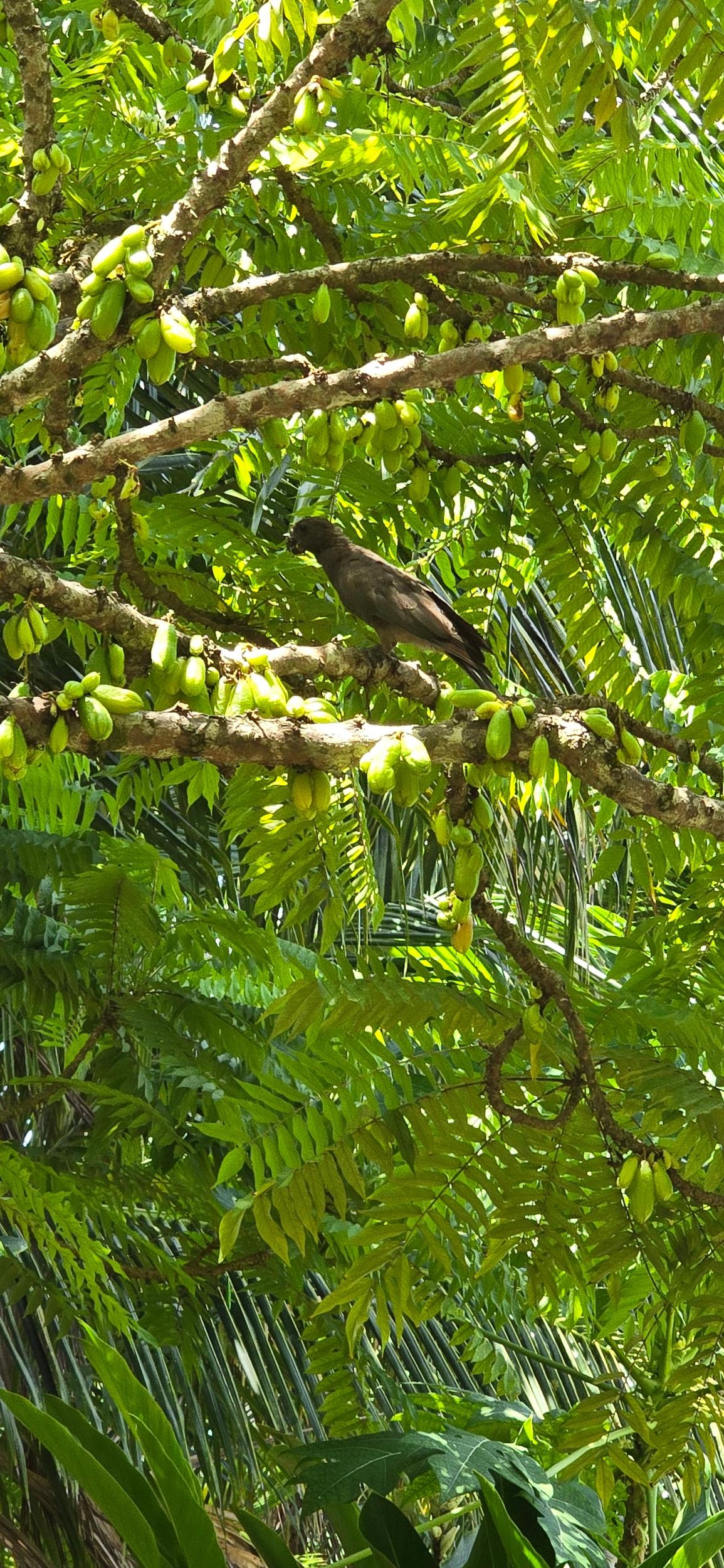Praslin: Private Tour Valle de Mai, Cote d'Or Museum & Anse Lazio