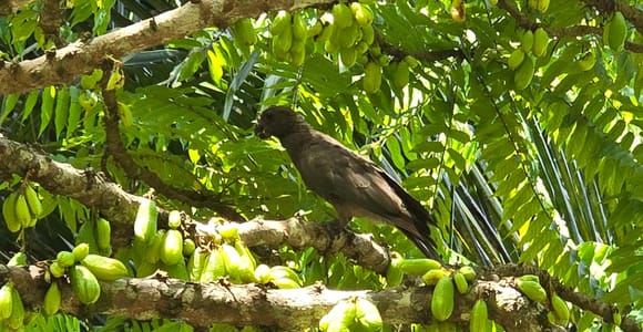 Praslin: Tour Valle de Mai, Cote d&#39;Or Museum & Anse Lazio